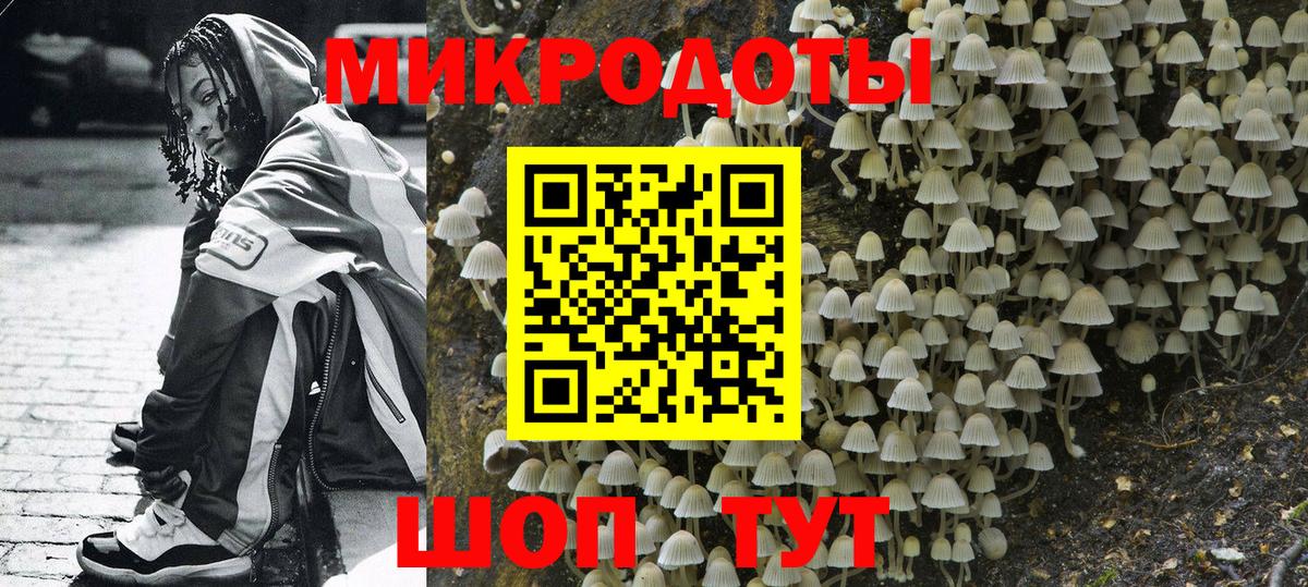 Псилоцибиновые грибы Psilocybe Великие Луки